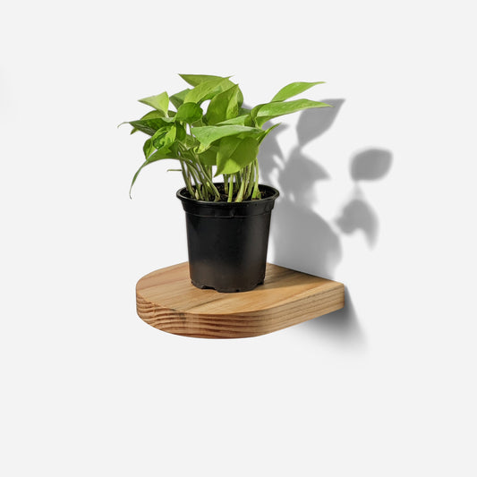 Rainbow plant shelf-0
