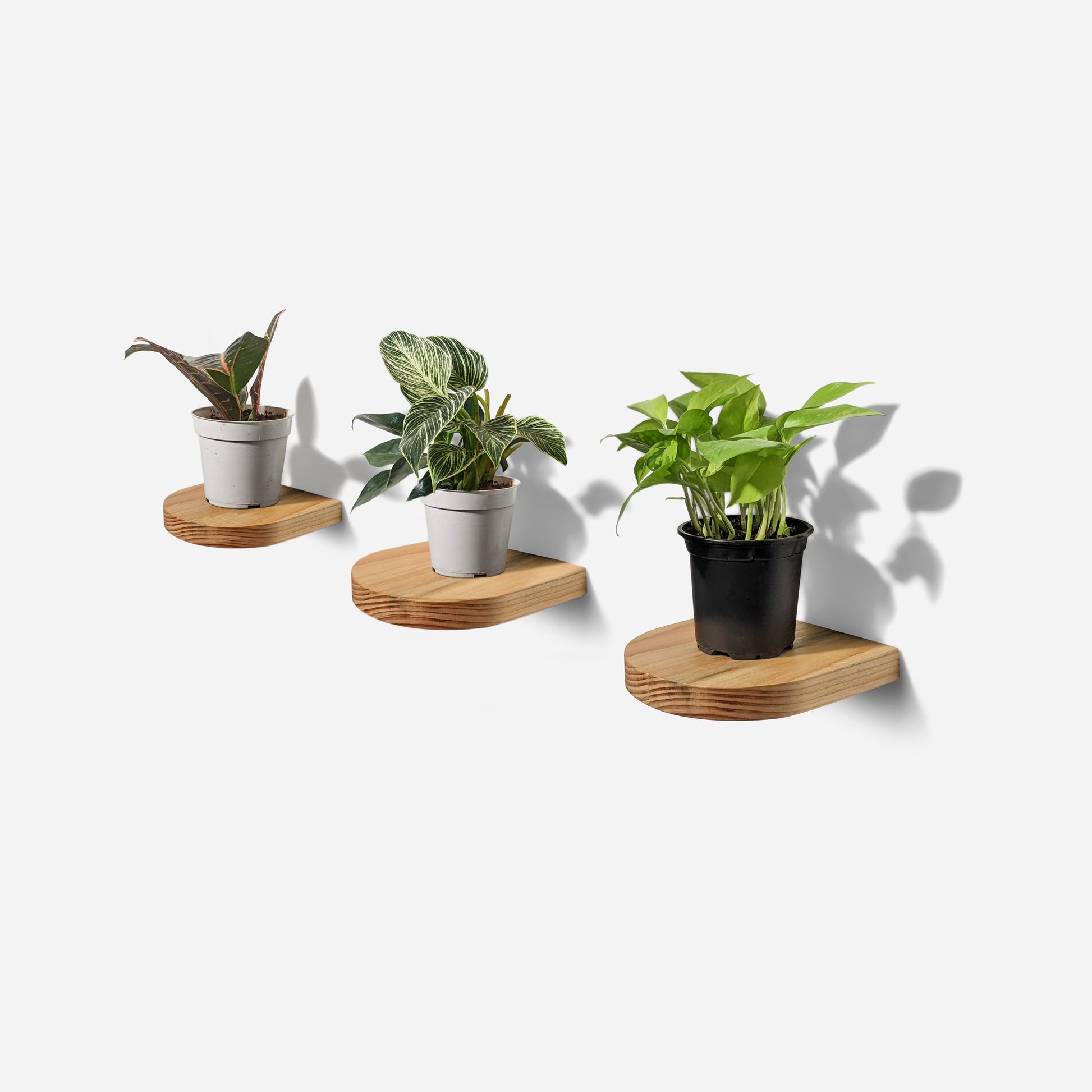 Rainbow plant shelf-2